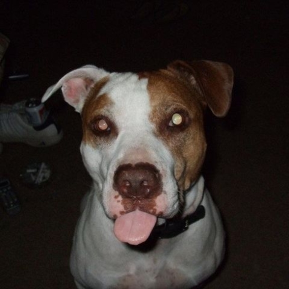 michaelnbully